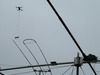OZ1D Image